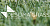 Desoma Grass